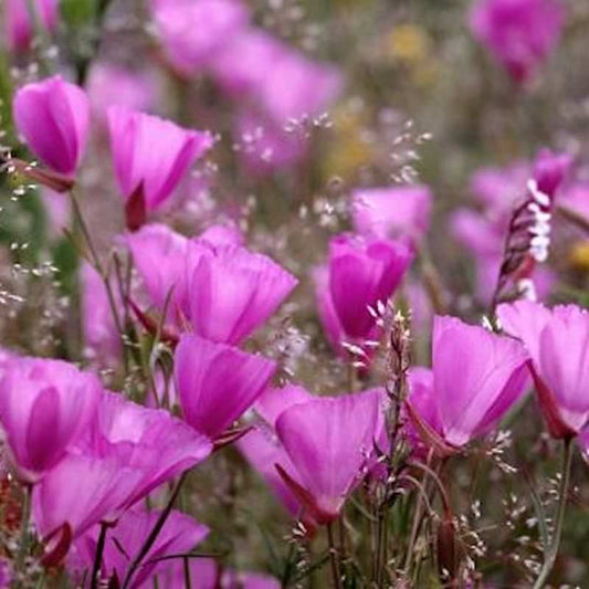  Prärie Malve Purpetta - Sidalcea Malviflora