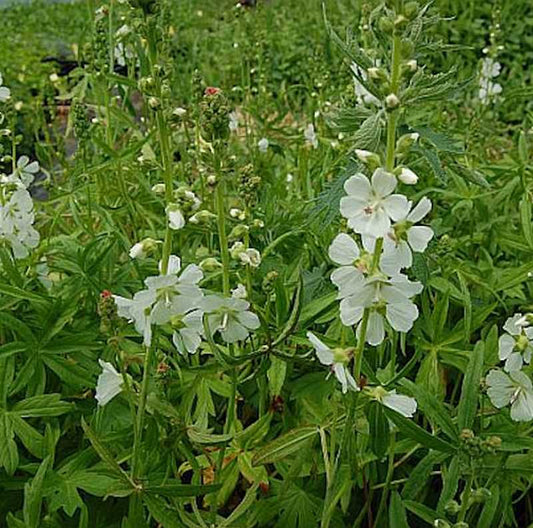  Prärie Malve Bianca - Sidalcea Candida