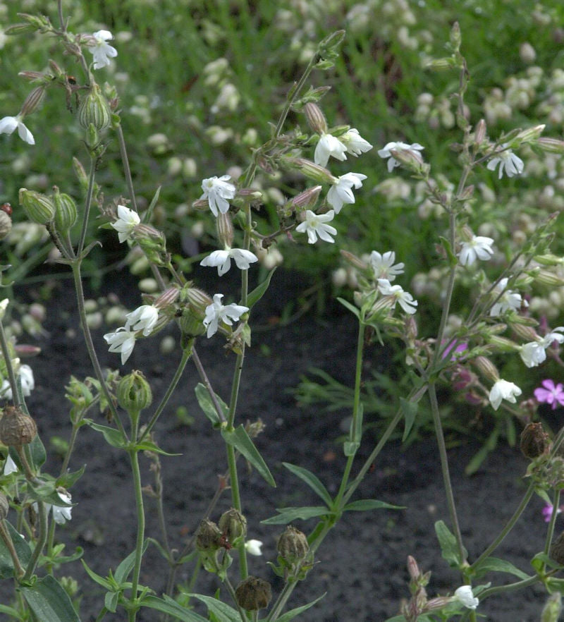  Breitblättrige Lichtnelke Alba - Silene Latifolia