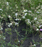  Breitblättrige Lichtnelke Alba - Silene Latifolia