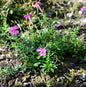  Leimkraut Splendens - Silene Schafta