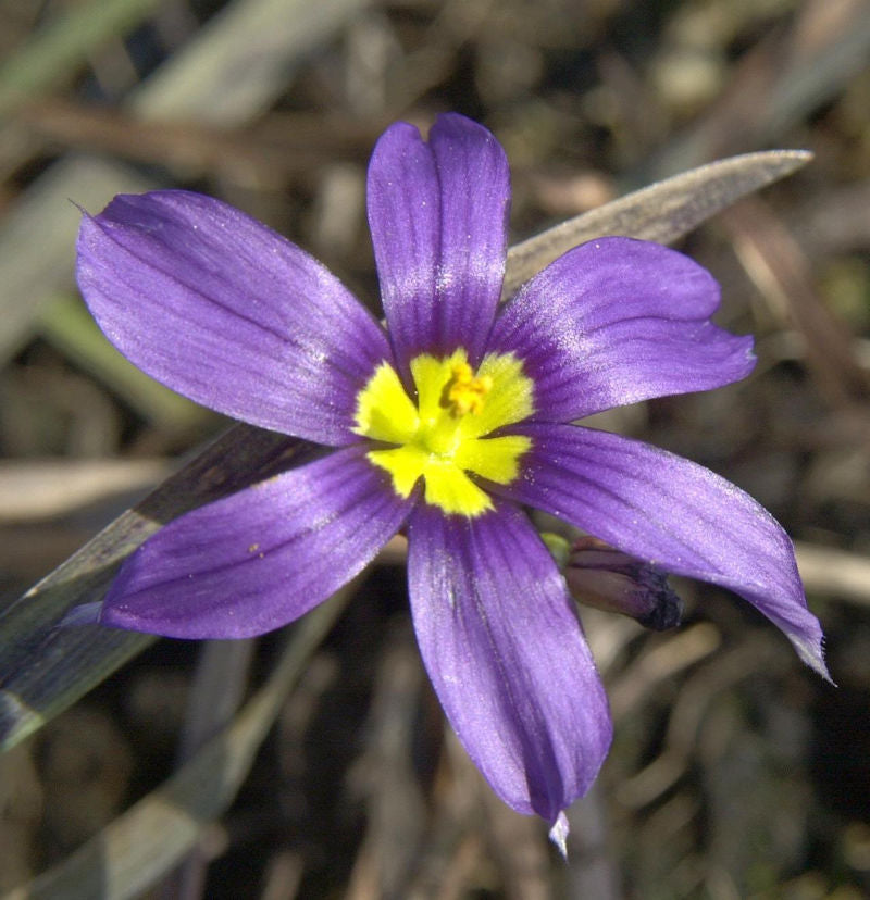  Blaue Binsenlilie - Sisyrinchium Angustifolium