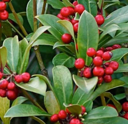  Japanische Skimmie Bremen 20-25cm - Skimmia Japonica