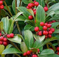  Japanische Skimmie Bremen 20-25cm - Skimmia Japonica