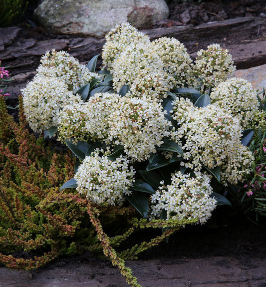  Japanische Skimmie Foremann 60-70cm - Skimmia Japonica