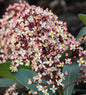  Japanische Skimmie Rubella 30-40cm - Skimmia Japonica