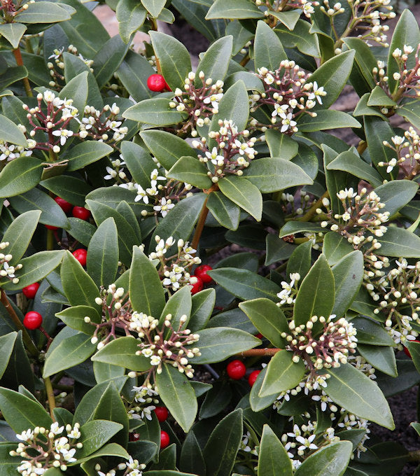  Japanische Skimmie Veitchii 20-25cm - Skimmia Japonica