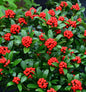  Japanische Skimmie Neuer Typ 15-20cm - Skimmia Japonica