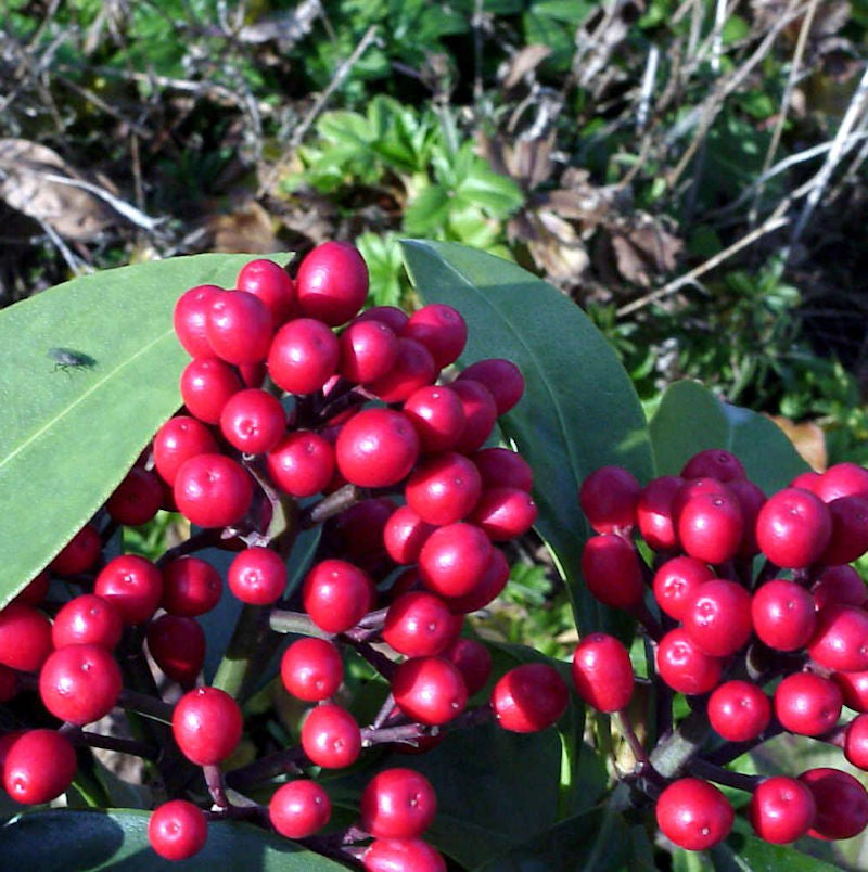  Japanische Fruchtskimmie 30-40cm - Skimmia Japonica