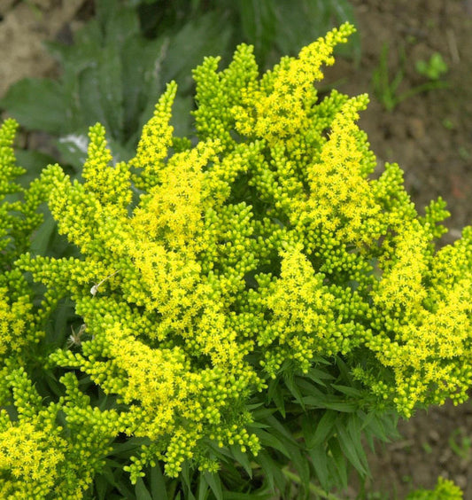  Goldrute Spätgold - Solidago Cultorum