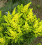  Goldrute Spätgold - Solidago Cultorum