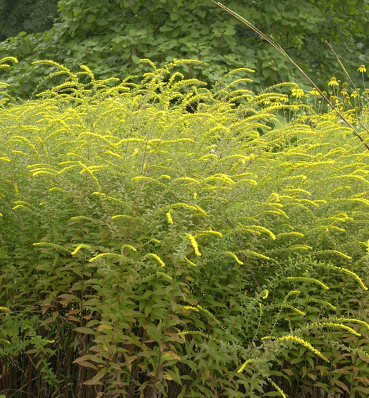 Raue Goldrute Fireworks - Solidago Rugosa