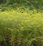  Raue Goldrute Fireworks - Solidago Rugosa