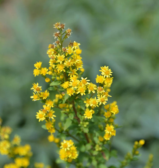  Zwerg-Goldrute - Solidago Virgaurea