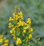  Zwerg-Goldrute - Solidago Virgaurea