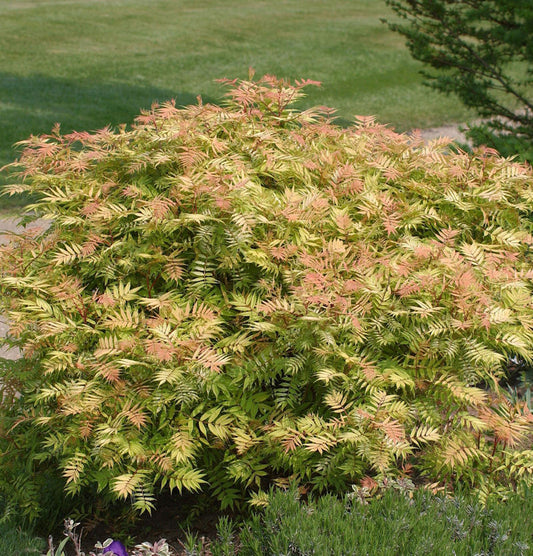  Fiederspiere Matcha Ball® 40-60cm - Sorbaria Sorbifolia