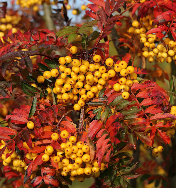  Eberesche Joseph Rock 100-125cm - Sorbus