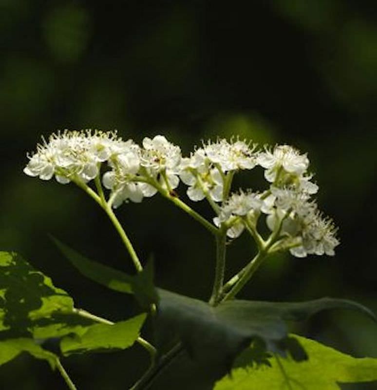  Erlenblättrige Eberesche Red Bird 100-125cm - Sorbus Alnifolia