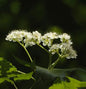  Erlenblättrige Eberesche Red Bird 100-125cm - Sorbus Alnifolia