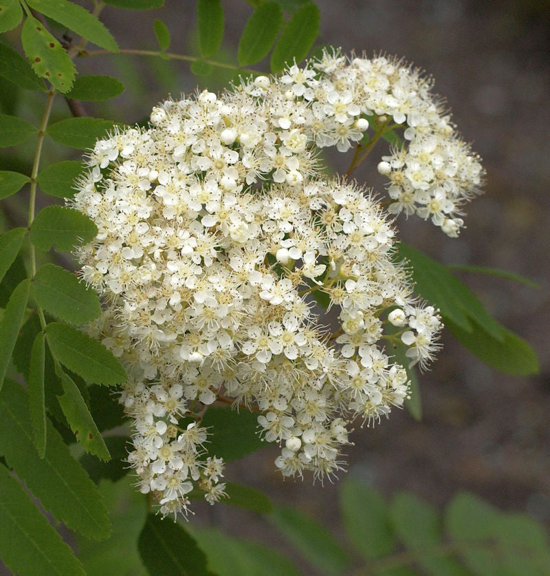  Echte Mehlbeere Wilfrid Fox 100-125cm - Sorbus Alnifolia