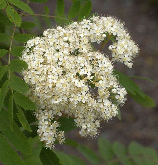  Echte Mehlbeere Wilfrid Fox 100-125cm - Sorbus Alnifolia