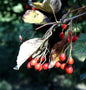  Echte Mehlbeere 80-100cm - Sorbus Aria