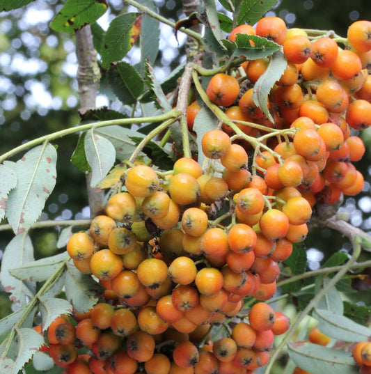  Mährische Eberesche Autumn Spire® 100-125cm - Sorbus Aucuparia