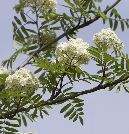  Eßbare Eberesche 125-150cm - Sorbus Aucuparia
