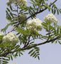  Eßbare Eberesche 125-150cm - Sorbus Aucuparia