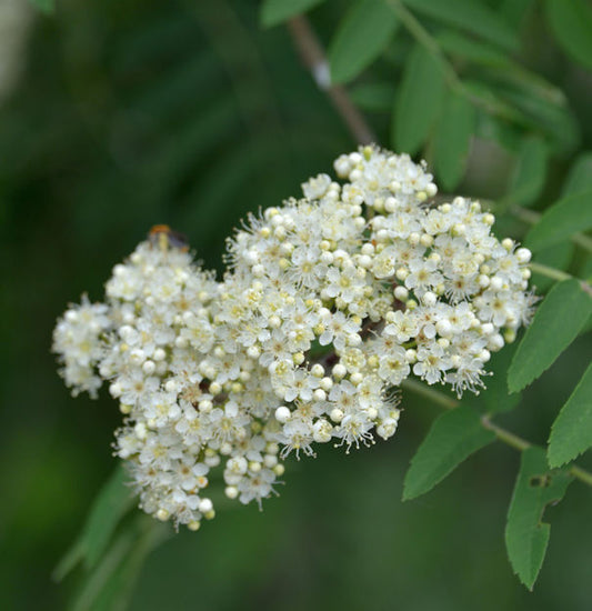  Mährische Eberesche 100-125cm - Sorbus Aucuparia