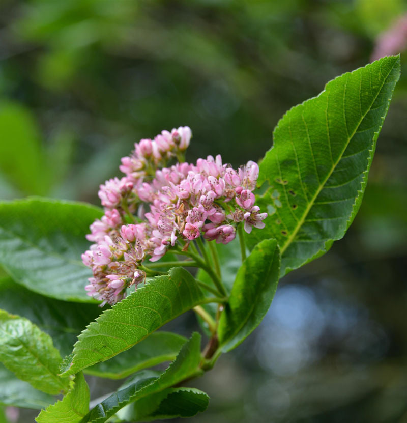  Zwerg Mehlbeere 60-80cm - Sorbus Chamaemespilus