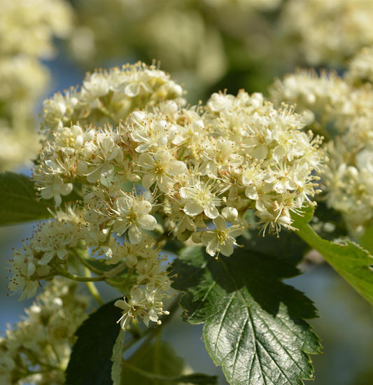  Schwedische Mehlbeere 80-100cm - Sorbus Aria