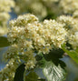  Schwedische Mehlbeere 80-100cm - Sorbus Aria