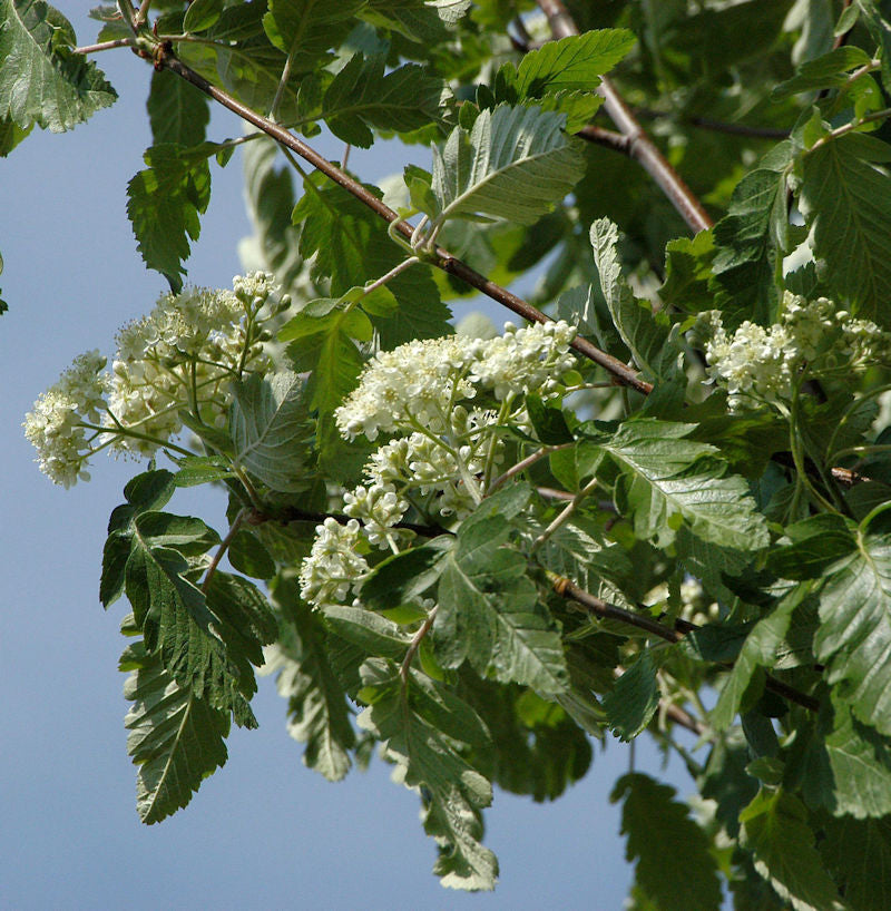  Thüringische Säulen Eberesche 80-100cm - Sorbus Thuringiaca