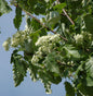  Thüringische Säulen Eberesche 80-100cm - Sorbus Thuringiaca