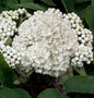  Säulen-Eberesche Fingerprint 100-125cm - Sorbus Aucuparia