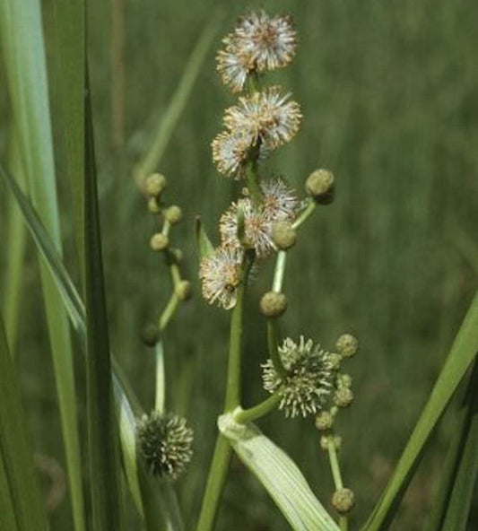  Aufrechter Igelkolben - Sparganium Erectum