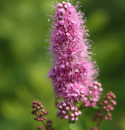  Kolbenspiere Triumphans 40-60cm - Spiraea Billardii