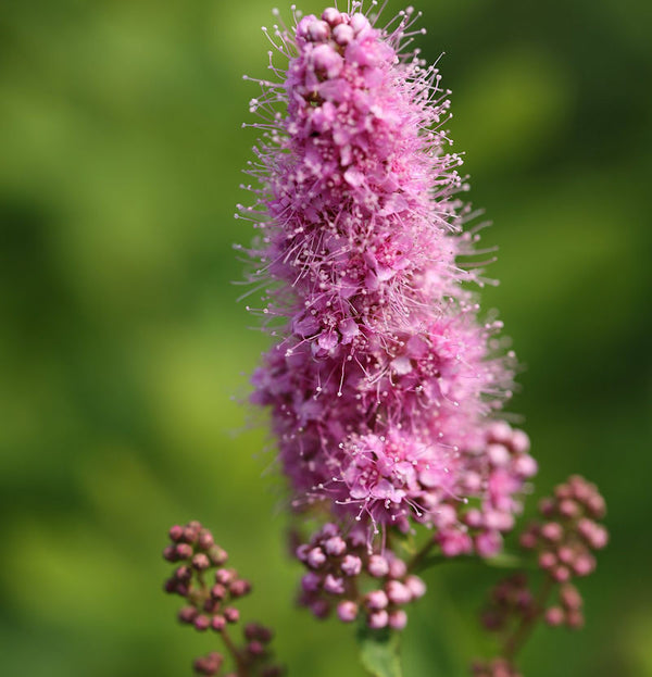  Kolbenspiere Triumphans 40-60cm - Spiraea Billardii