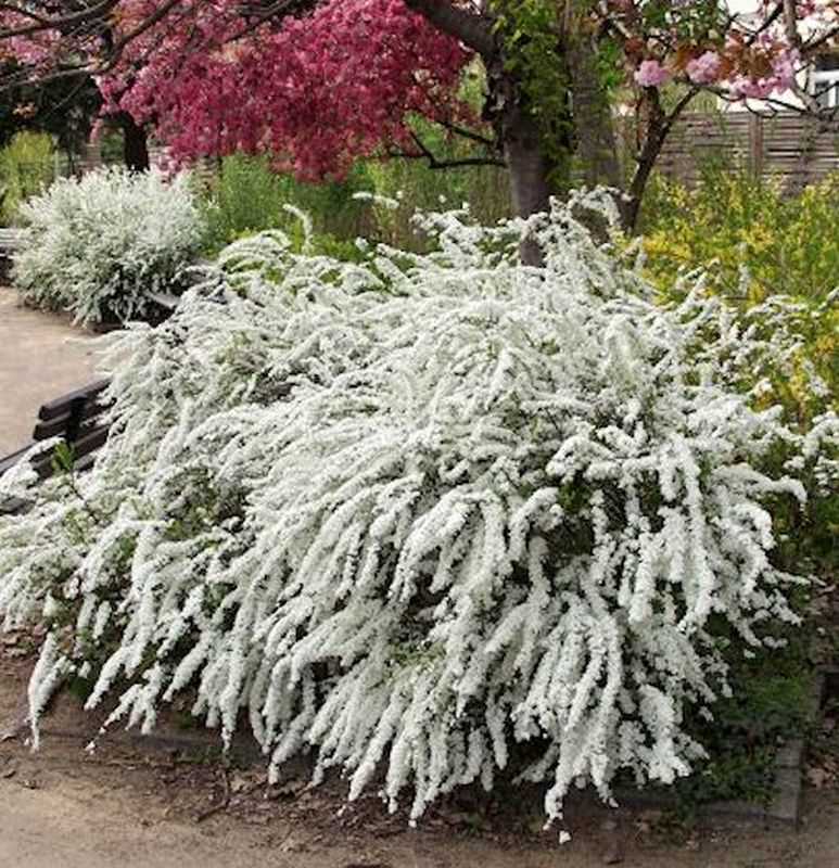  Weiße Rispenspiere 30-40cm - Spiraea Cinerea