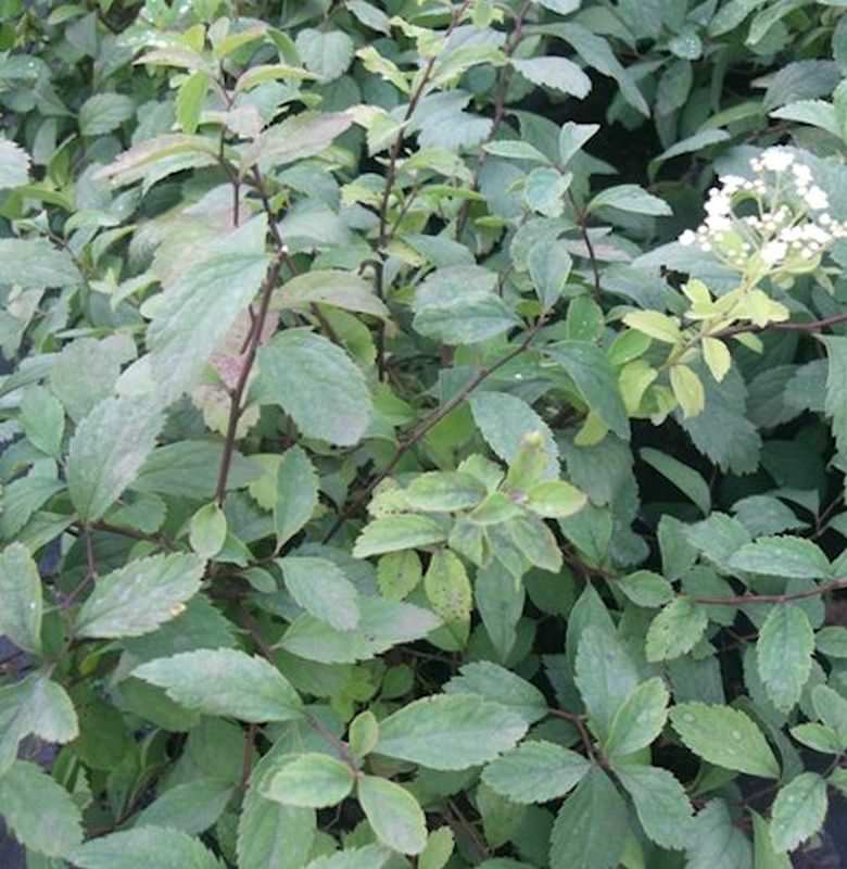  Zwergspiere 30-40cm - Spiraea Decumbens
