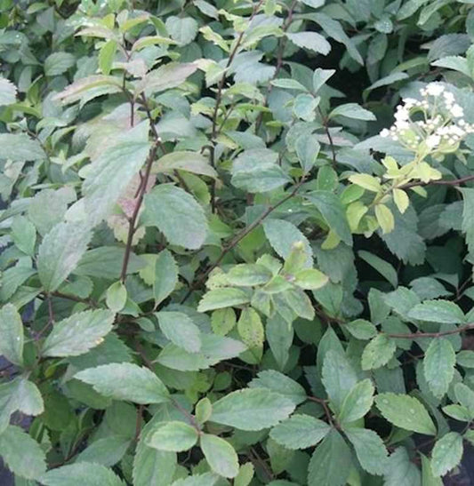  Zwergspiere 30-40cm - Spiraea Decumbens
