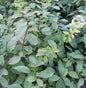  Zwergspiere 30-40cm - Spiraea Decumbens