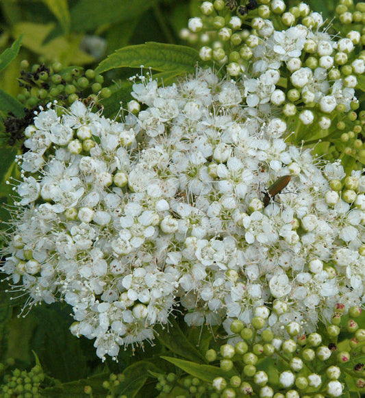  10x Weiße Zwergspiere 15-20cm - Spiraea Japonica
