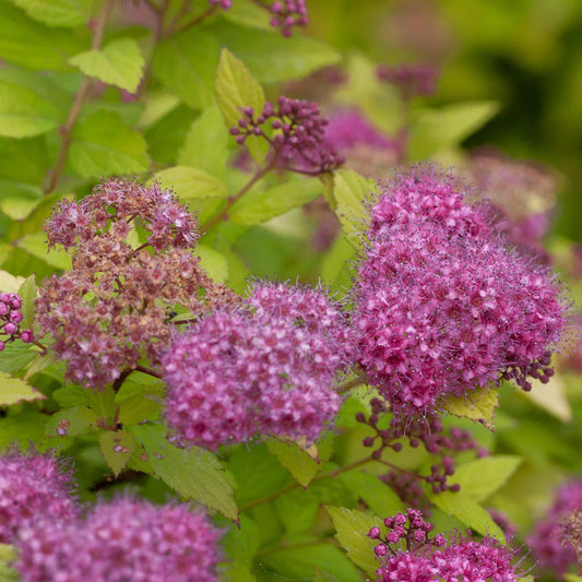  Sommerspierstrauch Magic Carpet 20-30cm - Spiraea Japonica