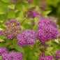  Sommerspierstrauch Magic Carpet 20-30cm - Spiraea Japonica