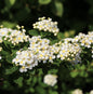  Japanische Strauchspiere Snowmound 125-150cm - Spiraea Nipponica