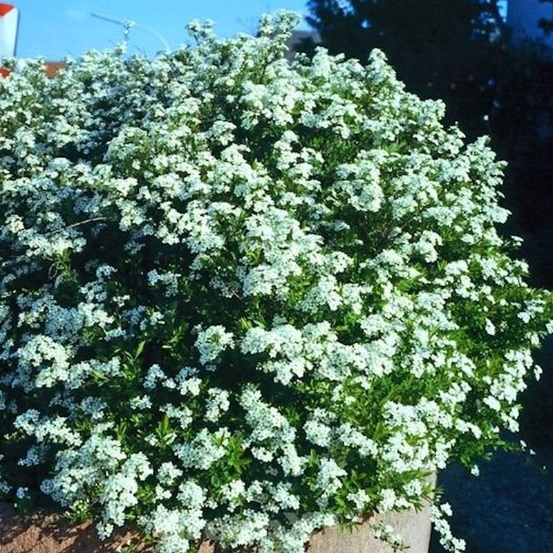  Frühlingsspiere Spiraea 40-60cm - Spiraea Thunbergii