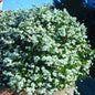  Frühlingsspiere Spiraea 40-60cm - Spiraea Thunbergii