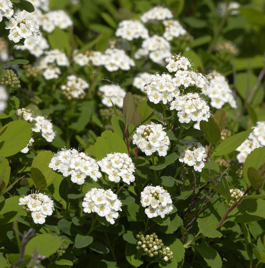  Birkenblättrige Spiere Tor 30-40cm - Spiraea Betulifolia